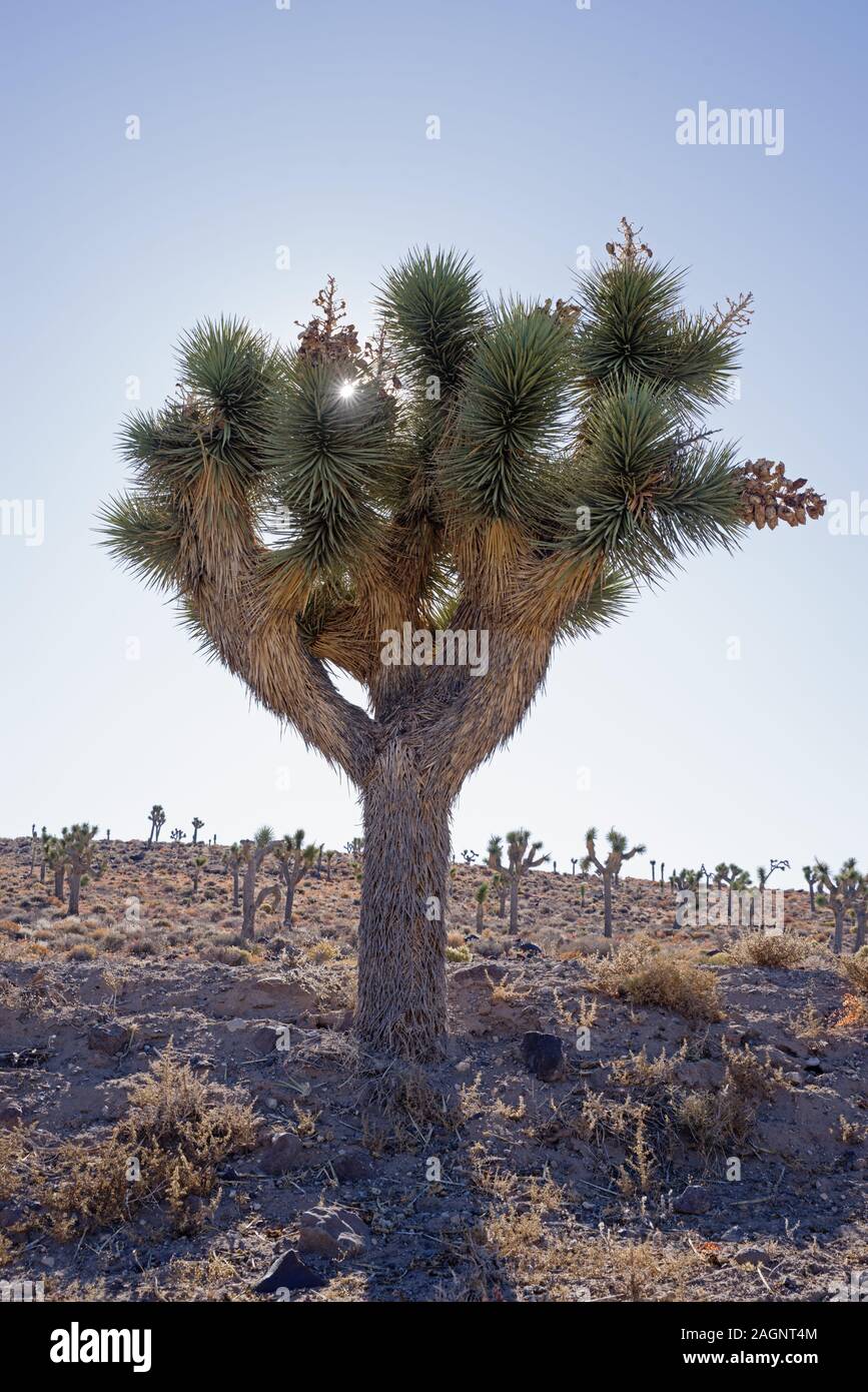 Joshua tree con sun stella brilla dietro rami pungenti Foto Stock