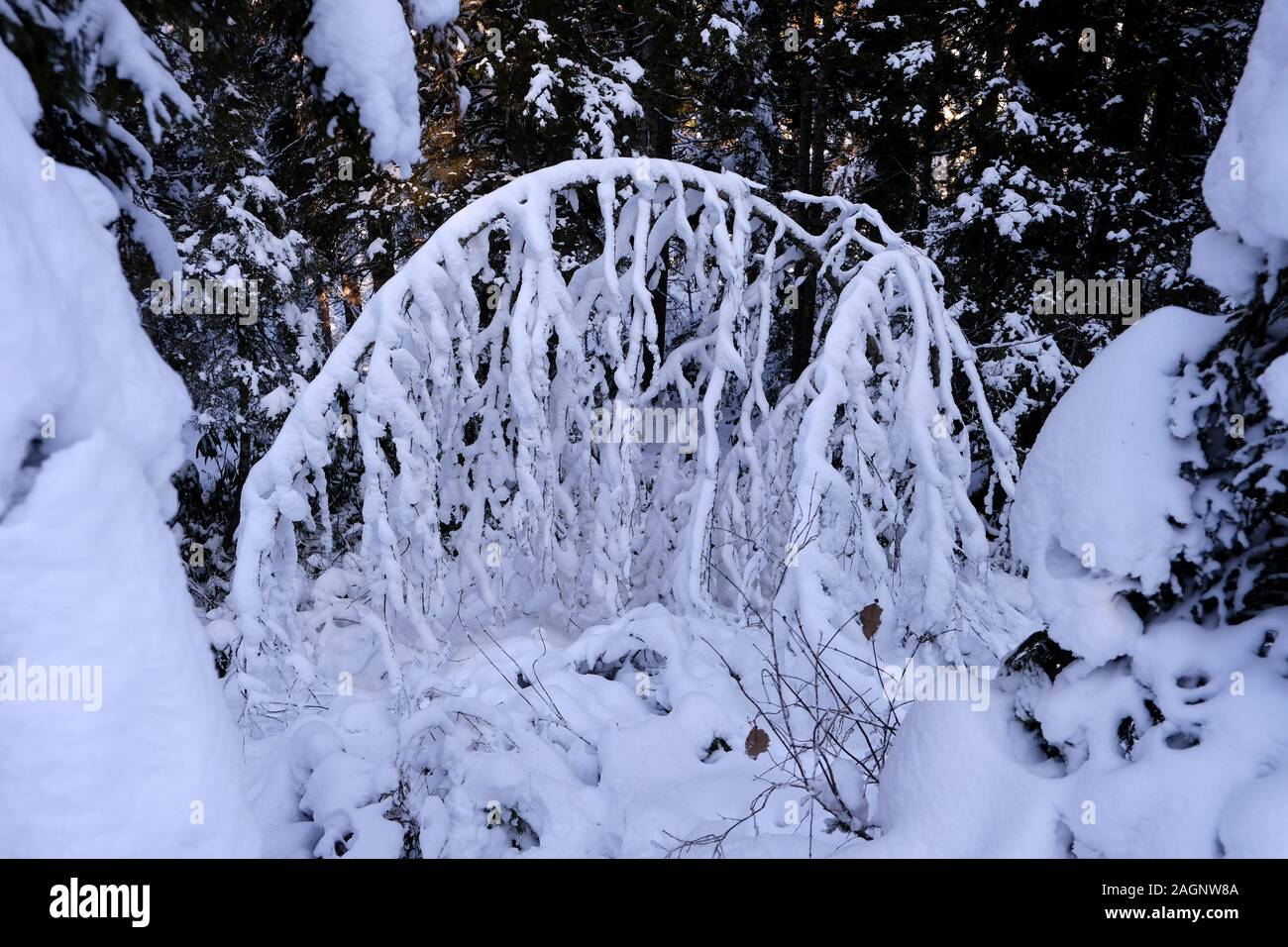 Abete innevato paesaggio forestale in tonya trabzon turchia Foto Stock