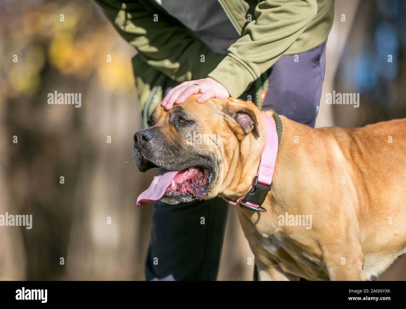 Una persona come accarezzare un marrone Mastiff cane sulla sua testa Foto Stock