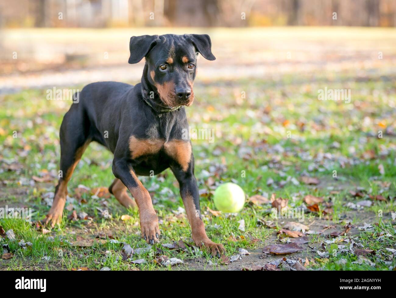 Un nero e rosso Rottweiler razza cane giocando con una sfera all'aperto Foto Stock