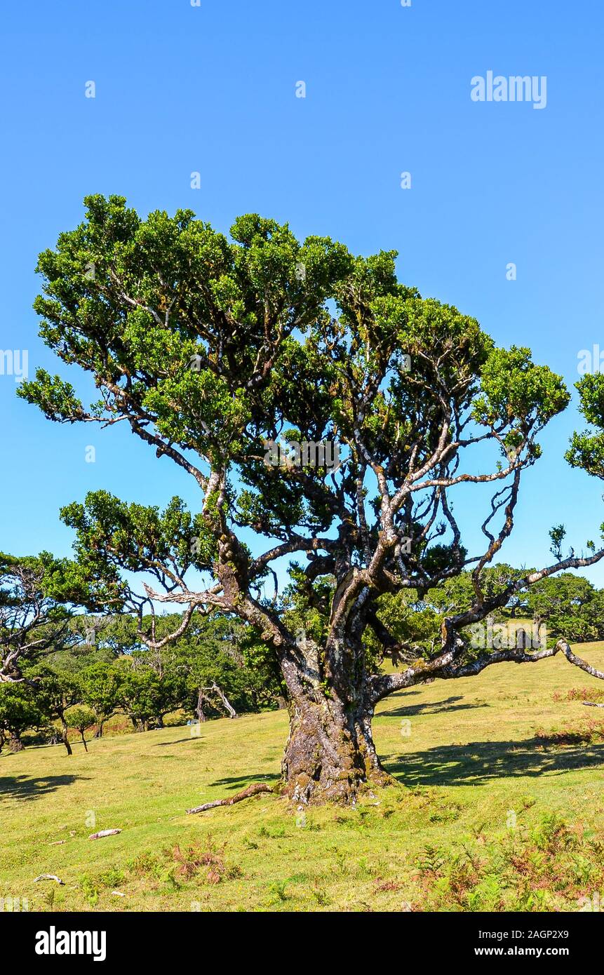 Il vecchio albero di alloro in Fanal, Isola di Madeira, Portogallo. Foresta Laurissilva situato sull'altopiano di Paul da Serra. Patrimonio naturale. Alberi sulla collina in una limpida giornata di sole su una foto verticale. Foto Stock