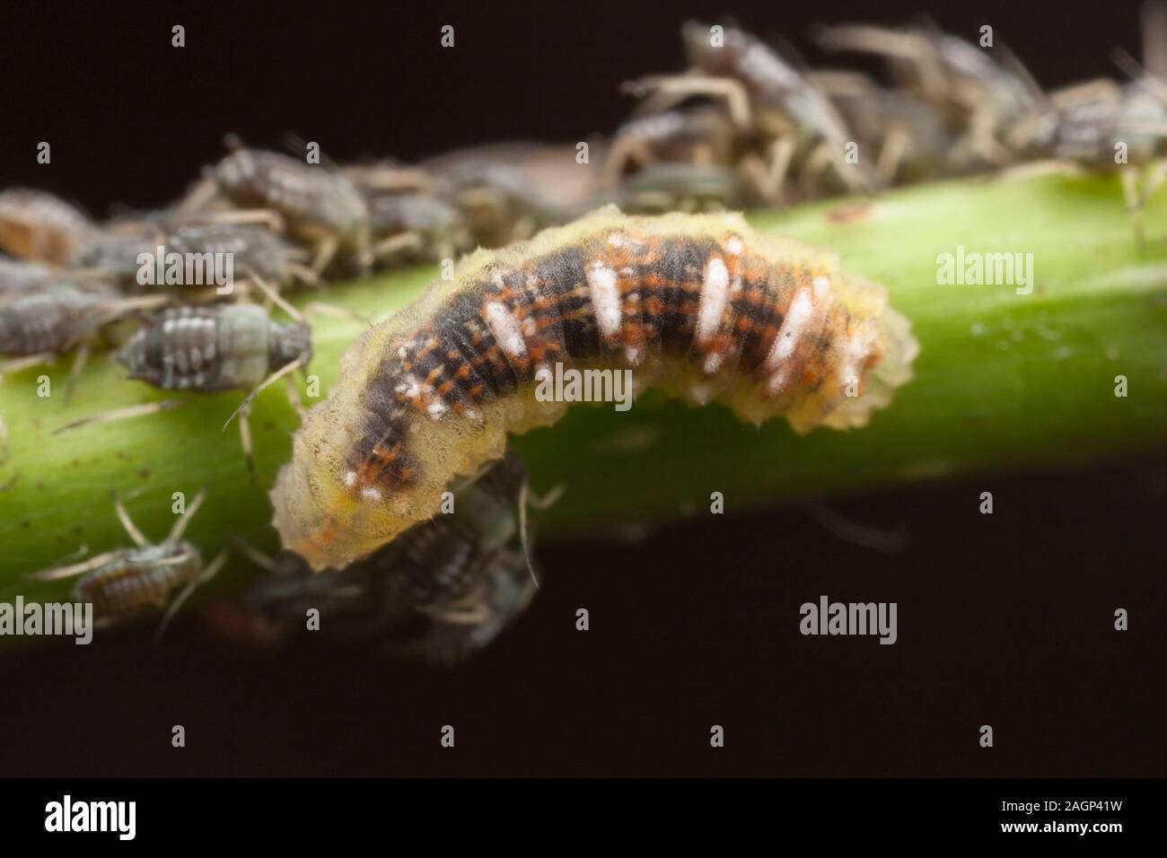 Syrphid Fly (Eupeodes sp.) Larva Foto Stock