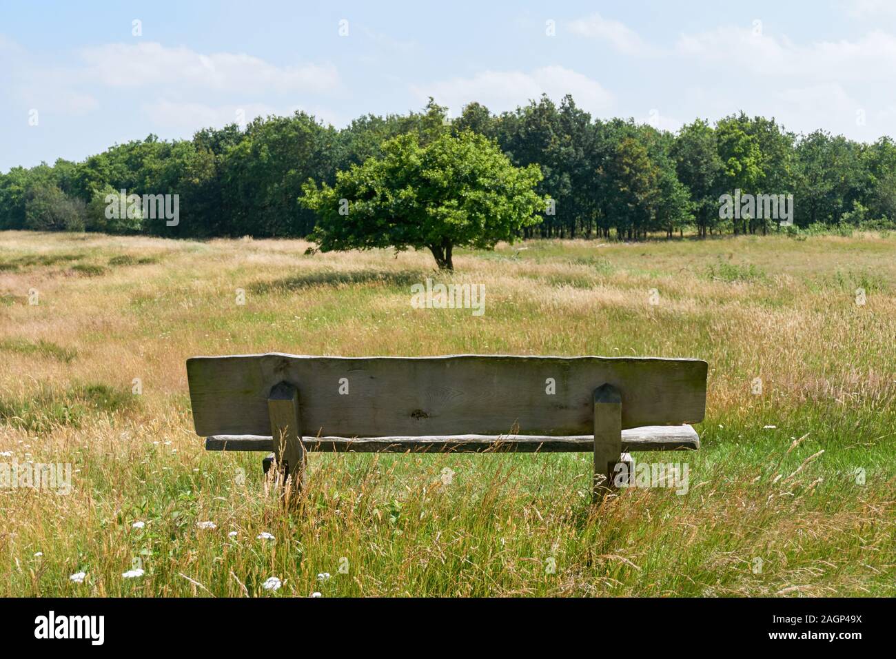 Foto simmetrica di un parco in legno banco in un giallo sole paesaggio desolato di fronte ad un singolo albero e gli alberi e il cielo blu con nuvole Foto Stock