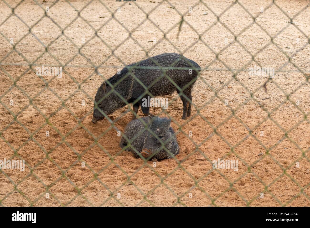 due maiali selvatici in uno zoo nella città di Rio Branco nel nord del Brasile Foto Stock