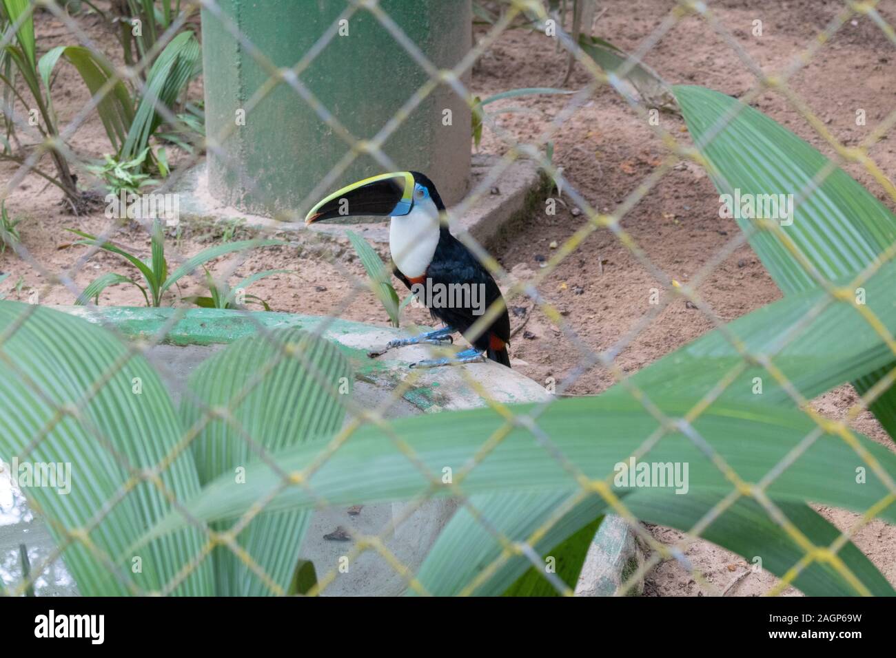 Uccelli selvatici in uno zoo nella città di Rio Branco nel nord del Brasile Foto Stock