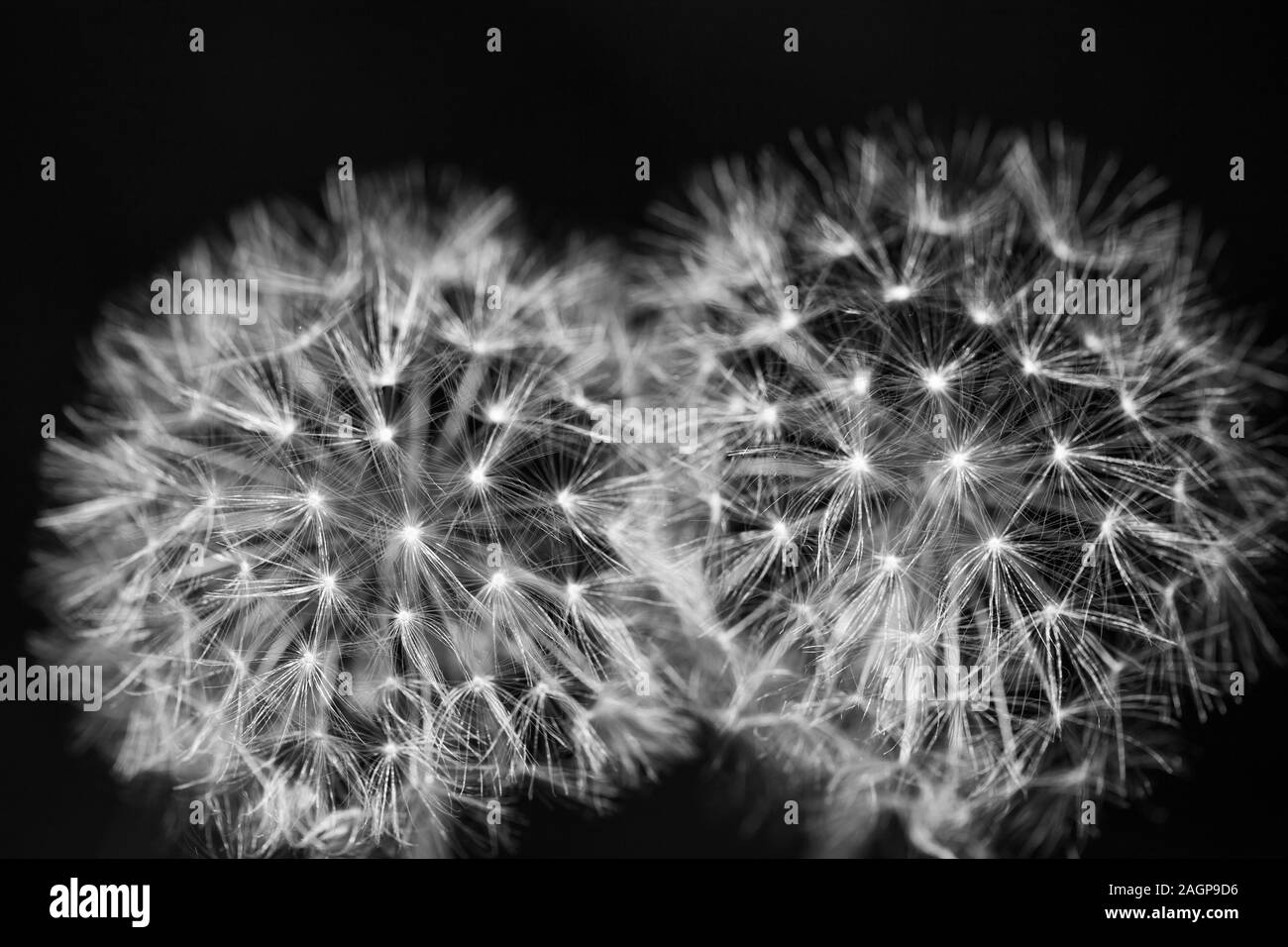 Due denti di leoni in bianco e nero su uno sfondo nero. Close up di sementi per i capi di tarassaco. Foto Stock