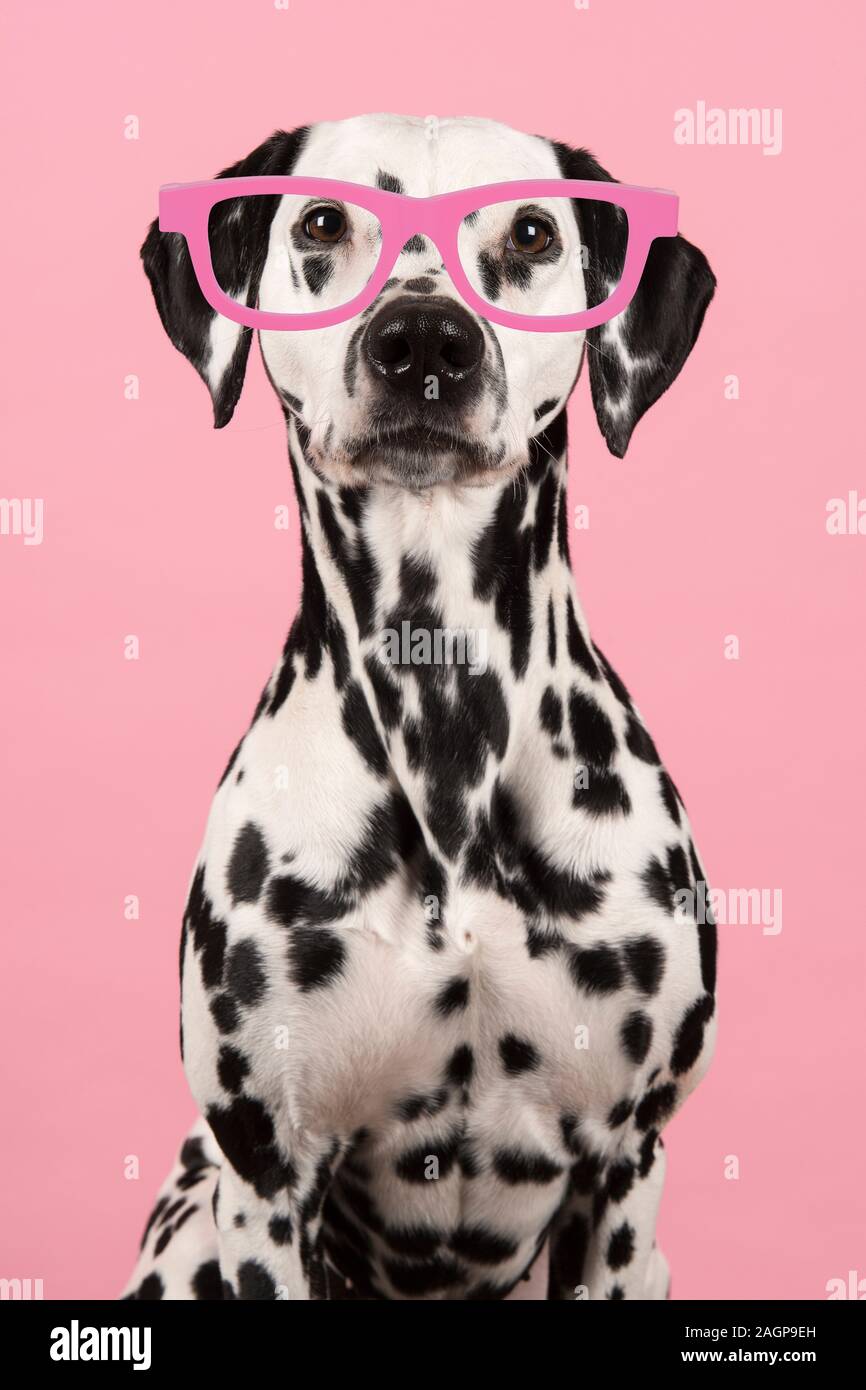 Ritratto di un cane dalmata indossando occhiali rosa su sfondo rosa Foto  stock - Alamy