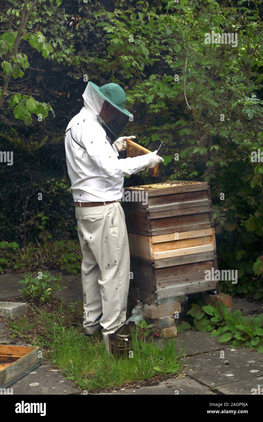 Fumatori apicoltore miele api per mantenere la calma mentre si ispezionano beehive Surrey in Inghilterra Foto Stock