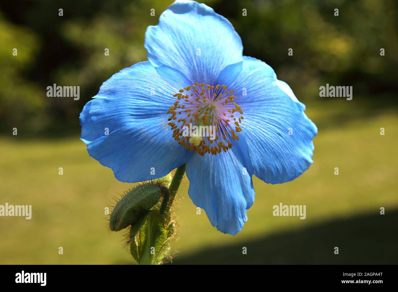 L'Himalayan Blue colture di papavero in giardino Surrey in Inghilterra Foto Stock