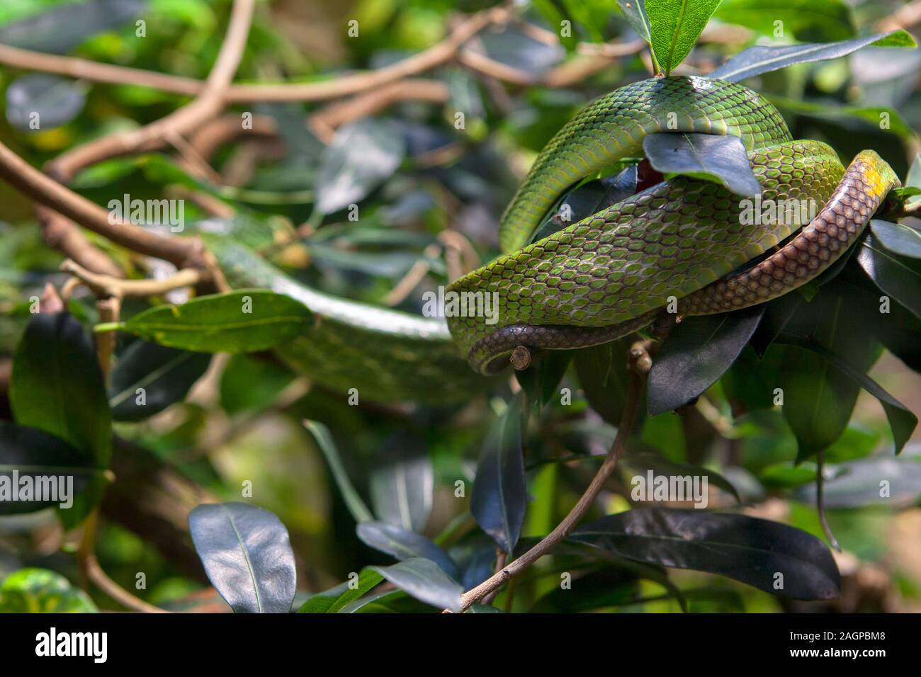 Jungle natura selvaggia con serpenti e foglie verdi Foto Stock