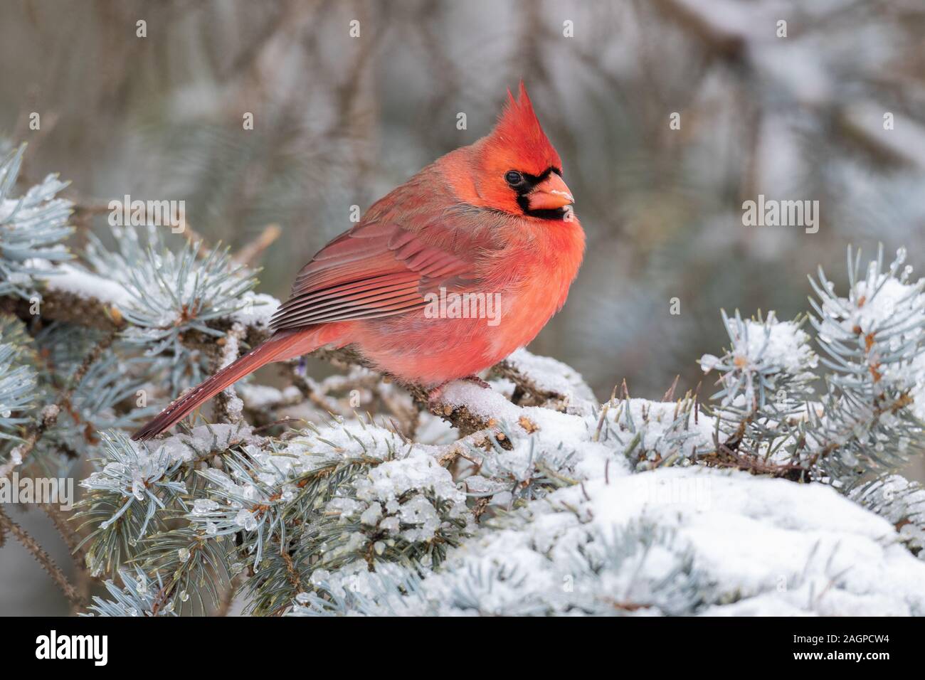 Maschio cardinali nord si appollaia su rami di alberi in inverno Foto Stock