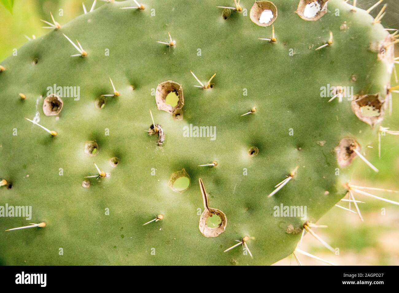 Una foglia di cactus coperti in fori di proiettile, su terreni agricoli siciliani. Foto Stock