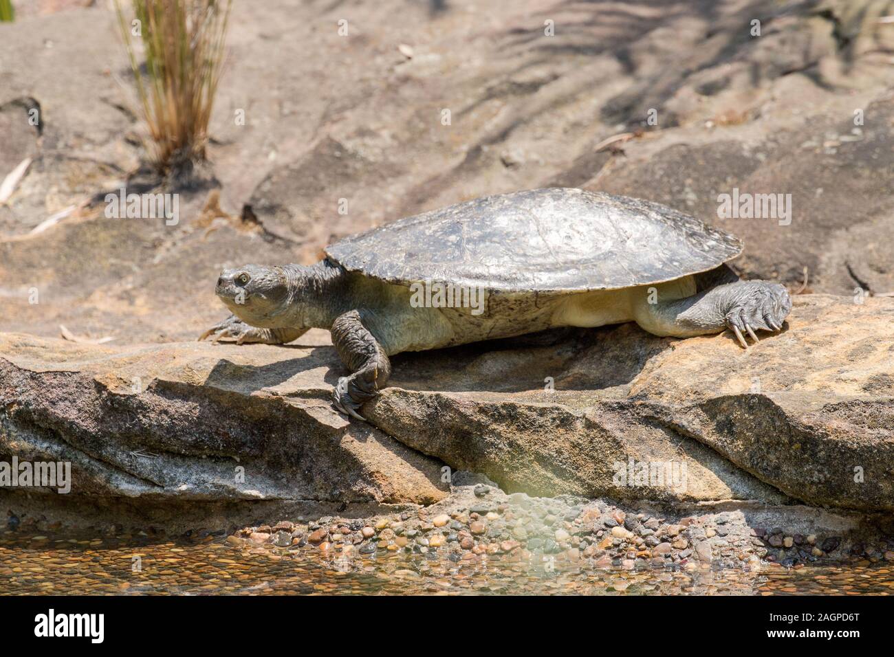 Mary River Turtle Foto Stock