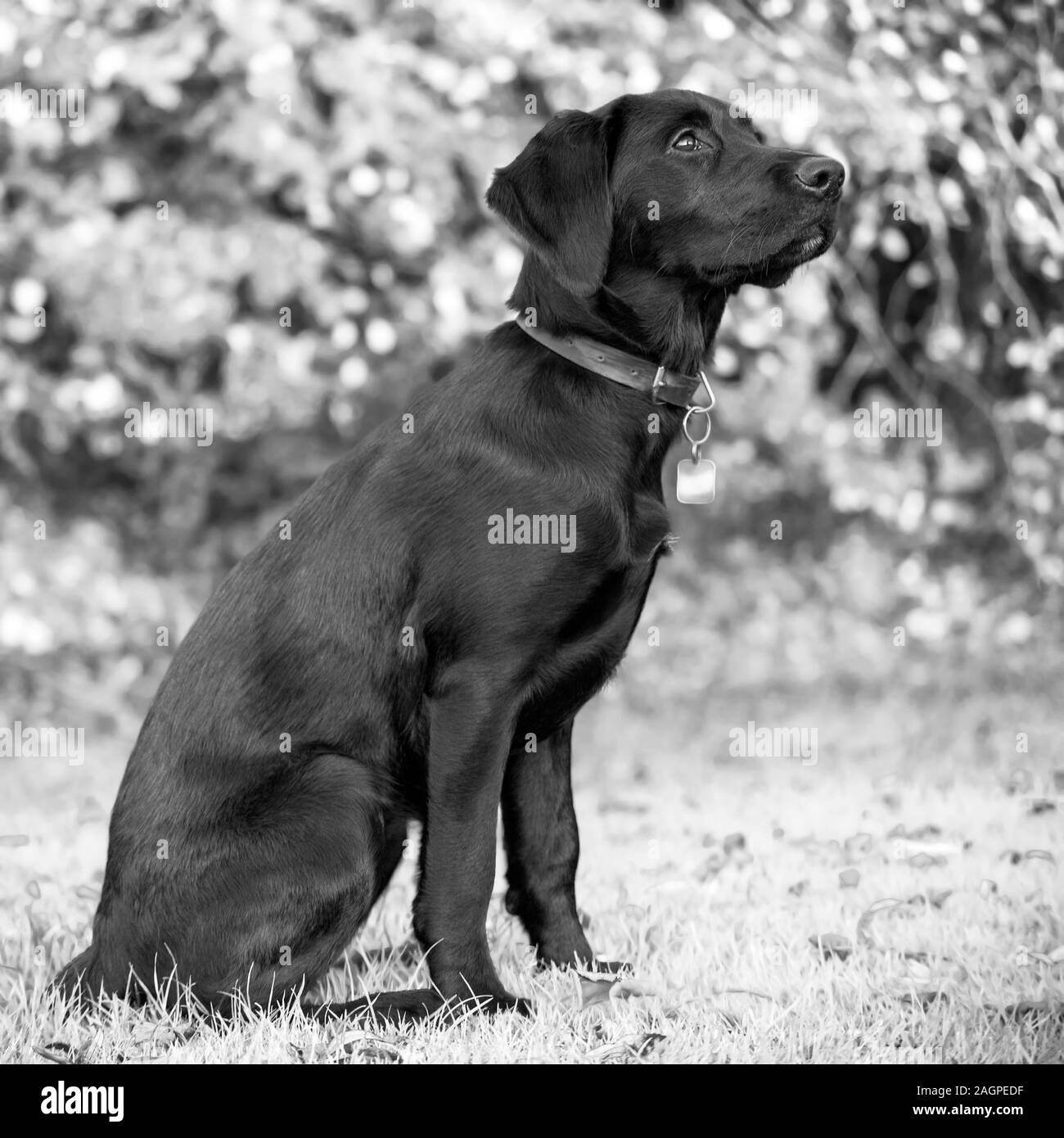 Contro una offuscata soft-focalizzata sullo sfondo, un giovane Labrador si trova pronto durante outdoor training, occhi luminosi guardando in alto, in attesa che il comando successivo. Foto Stock