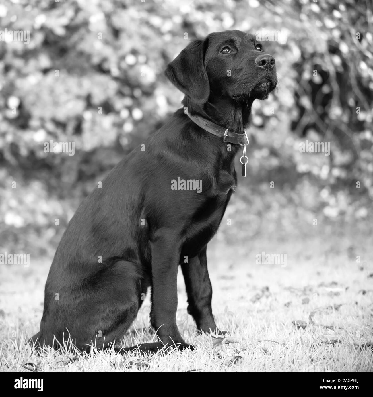 Contro una offuscata soft-focalizzata sullo sfondo, un giovane Labrador è distratto durante outdoor training, gli occhi fissi su un rumoroso bird flying overhead. Foto Stock