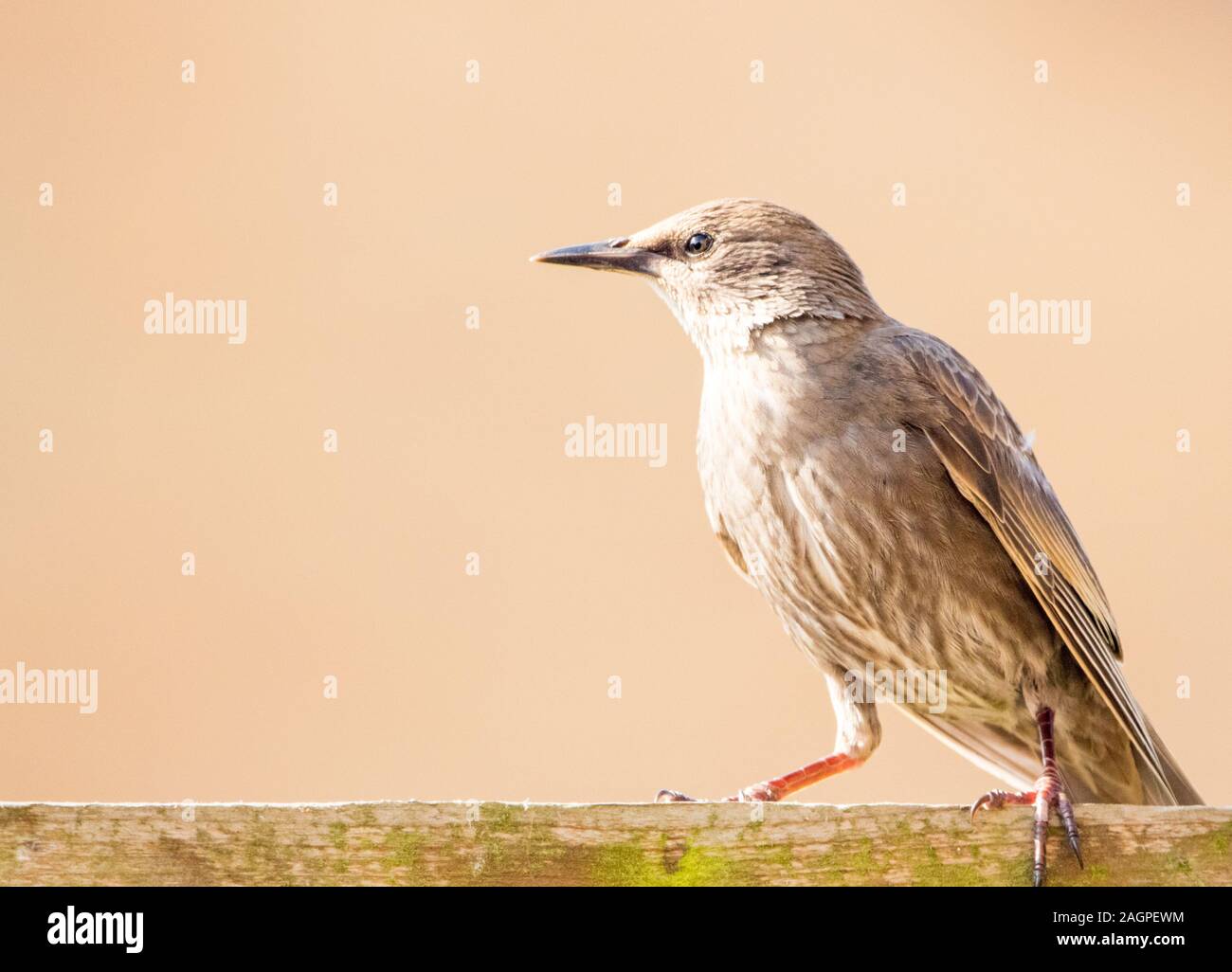 Un tipico tipo di uccello britannica, stornelli, seduti all'aperto a guardare il mondo che passa da e di tutti gli altri uccelli vicino ad esso. Foto Stock