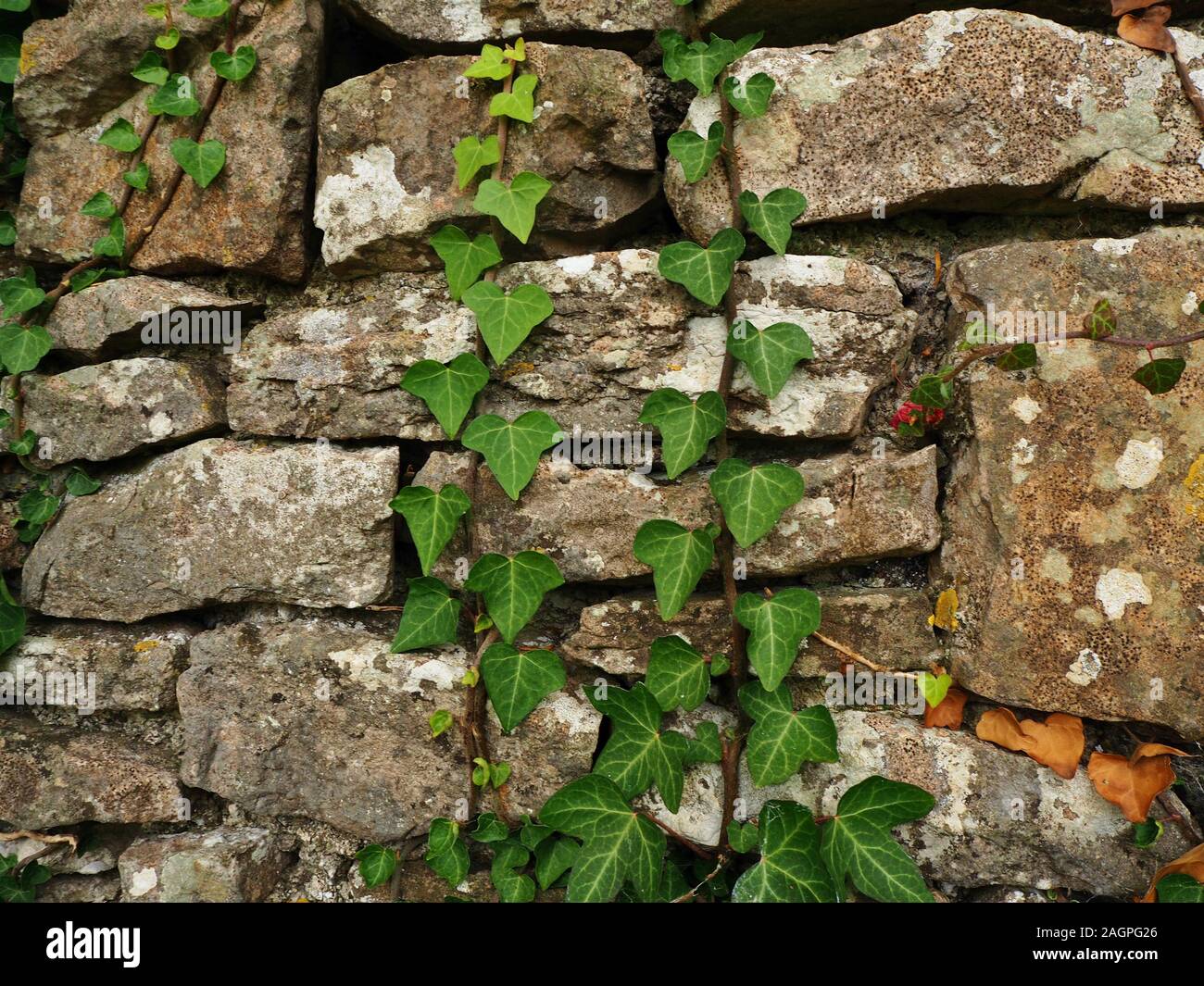 Steli di verde foglie d'edera che cresce su un rustico in pietra a secco la parete Foto Stock