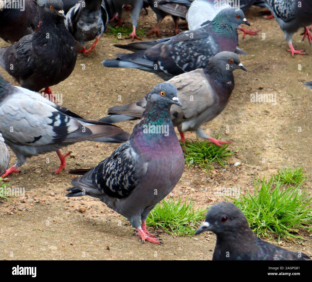 Carino curioso piccione urbano con collo allungato tra il gregge di piccioni nel parco Foto Stock