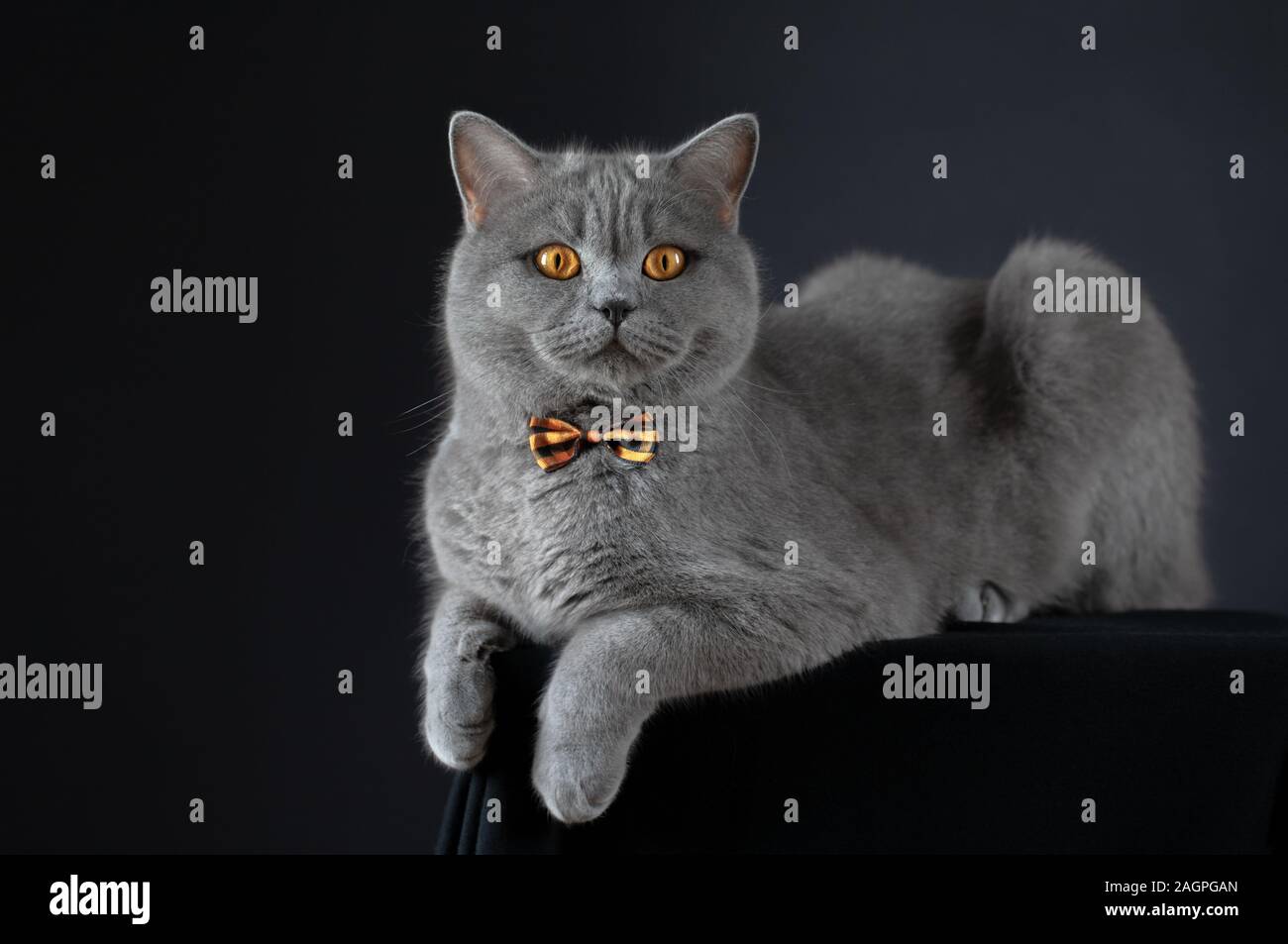Carino grigio Britannico gatto in un bow tie giacente sul tavolo. Fat Cat britannico su sfondo nero. Un gatto sorpreso con colore giallo brillante occhi. Funny cat Foto Stock