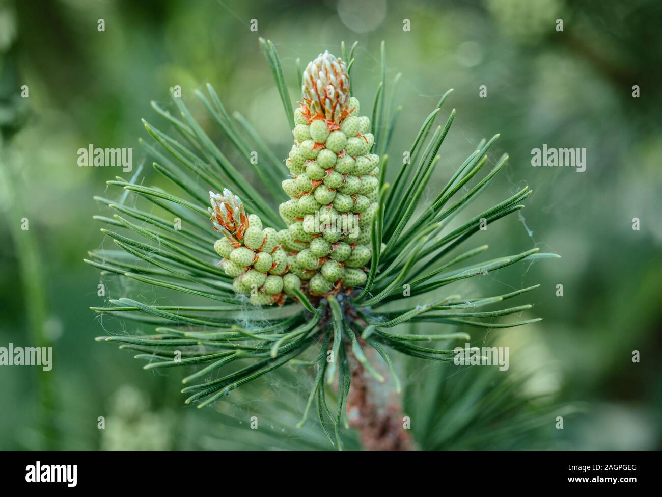 Fiore di pino closeup. Ramo di pino con il polline giallo, il cono in tempo  soleggiato. Pino mugo fiorisce. Evergreen alberi di conifere Foto stock -  Alamy