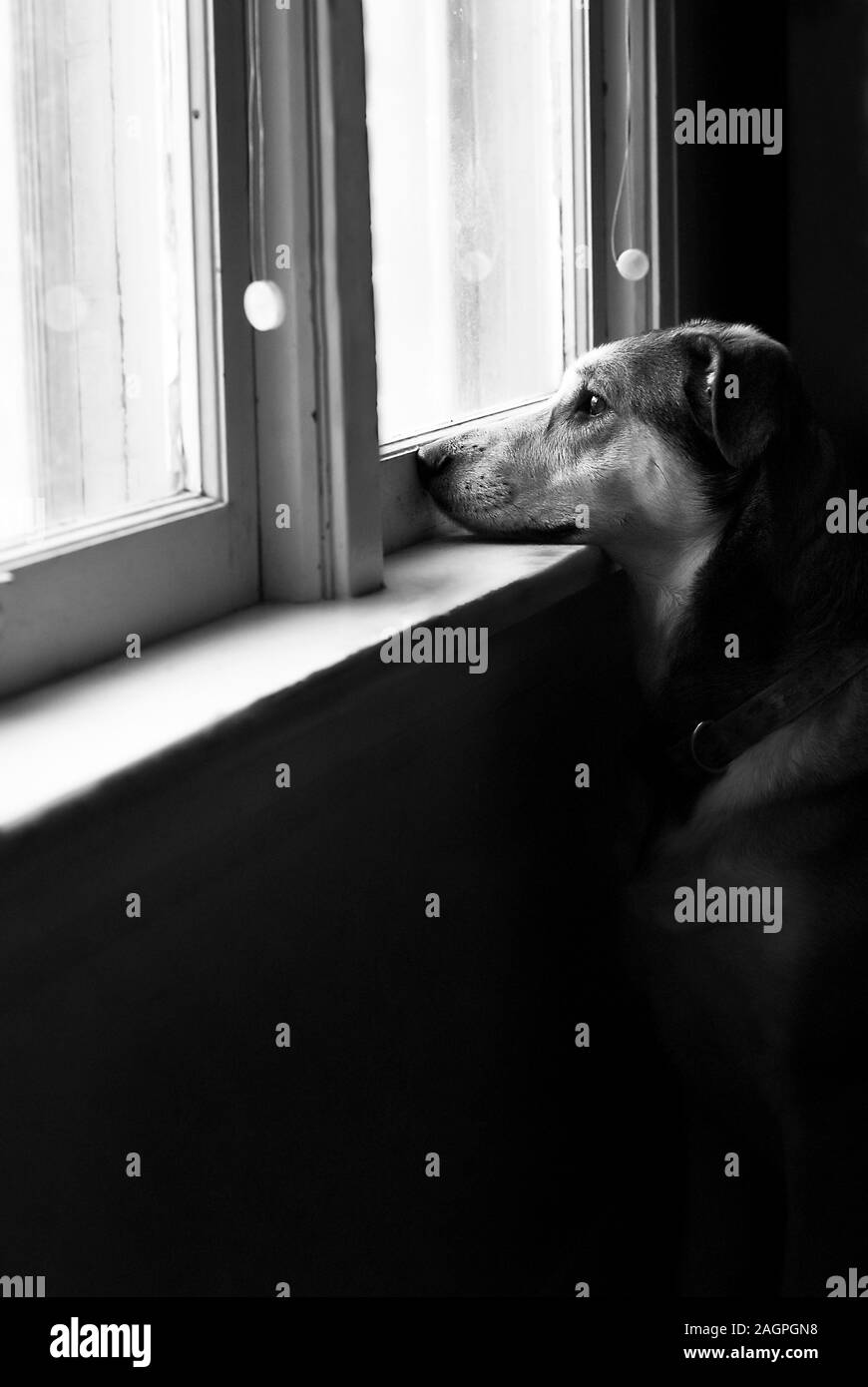 Una verticale in scala di grigio colpo di un simpatico cane in piedi vicino alla finestra e guardando al di fuori. Foto Stock