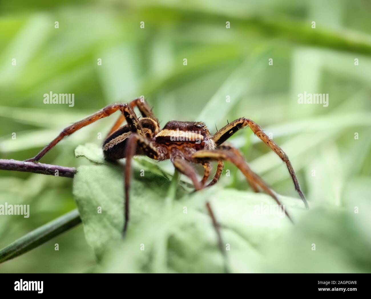 Dolomedes fimbriatus, pesca spider, zattera spider, ragno acqua, pisaura in erba su sfondo verde. Grosso ragno, vive vicino a l'acqua, chiudere verso l'alto. Foto Stock