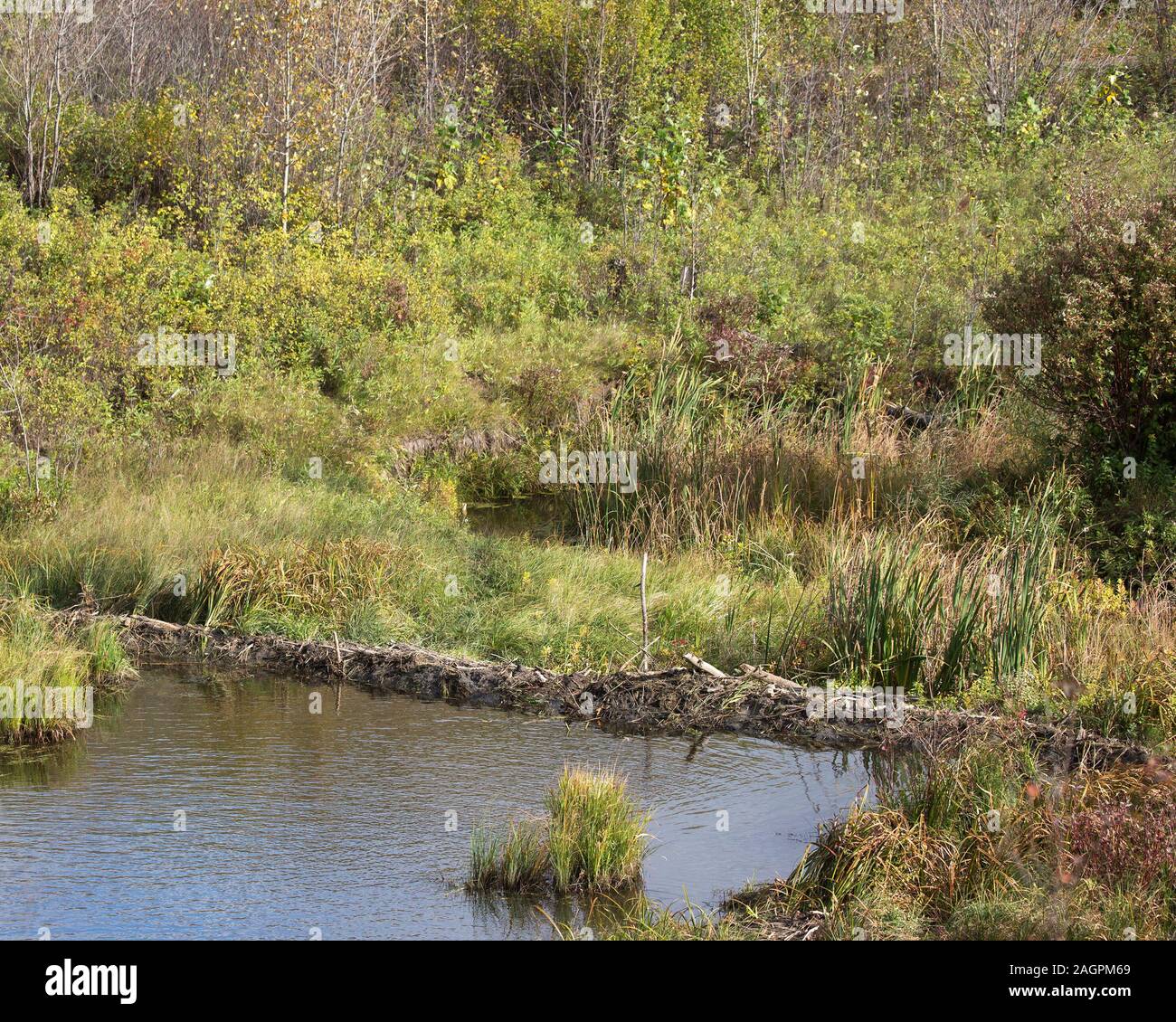 Diga di Beaver sul fiume Opimihaw in un coulee prateria al Wanuskewin Heritage Park Foto Stock