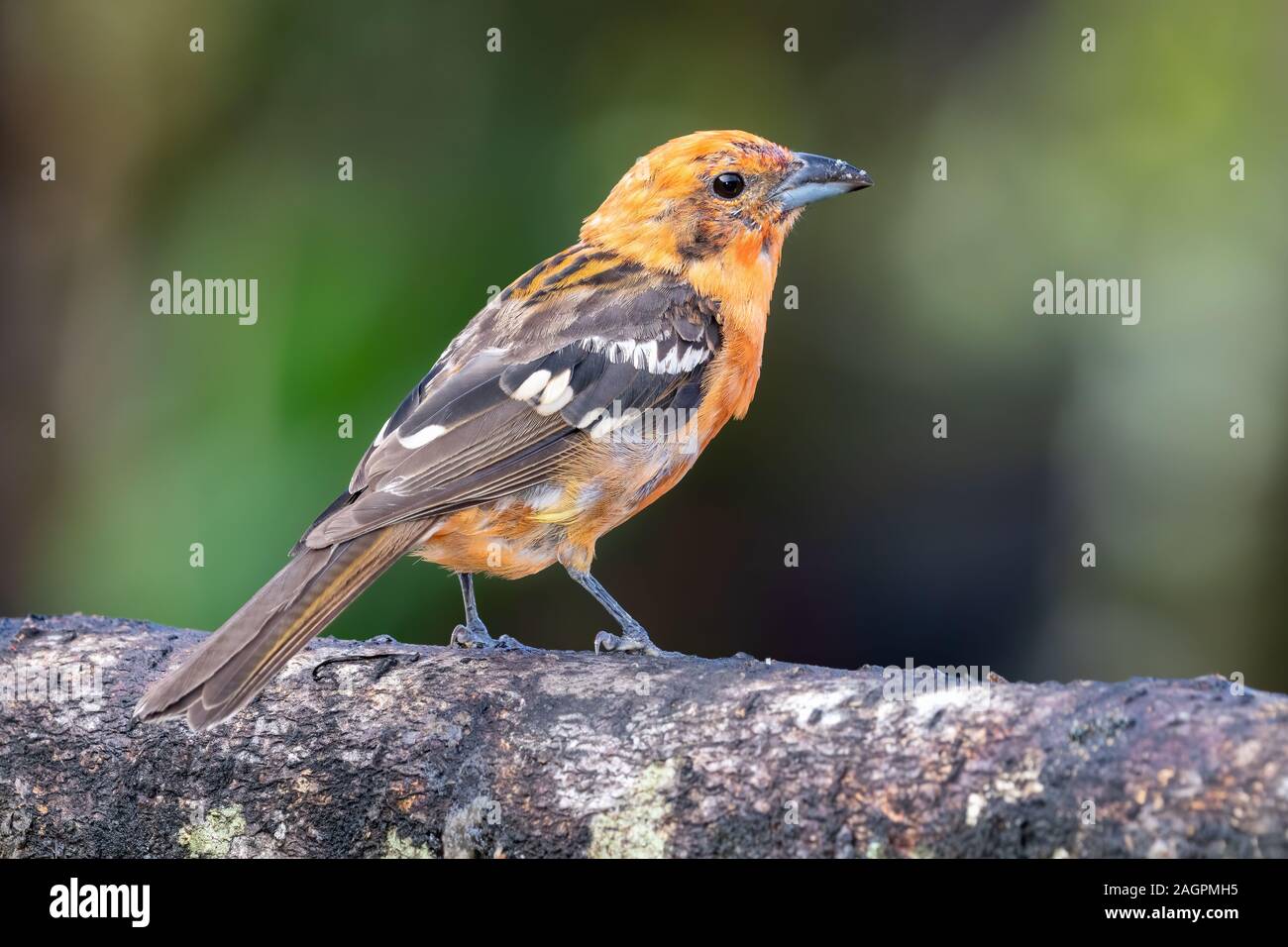 Un maschio adulto di fiamma tanager colorati (Piranga bidentata) nel cloudforest del Costa Rica. I maschi sono più l'arancione e il rosso delle femmine. Foto Stock