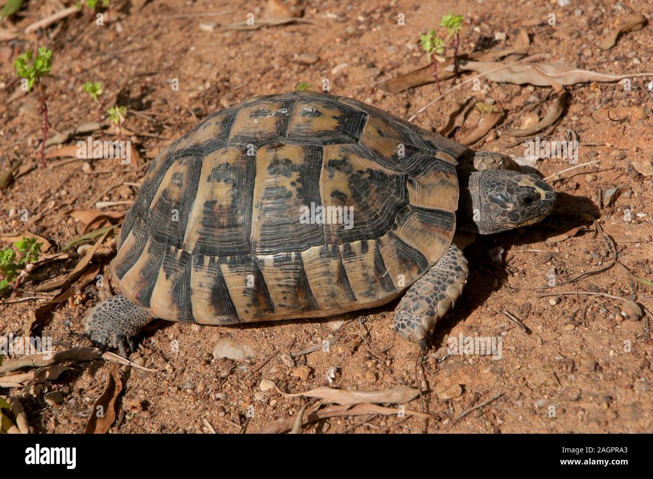 Sperone-thighed tortoise o tartaruga greca (Testudo graeca), regione dell'Andalusia, Spagna, Europa. Foto Stock
