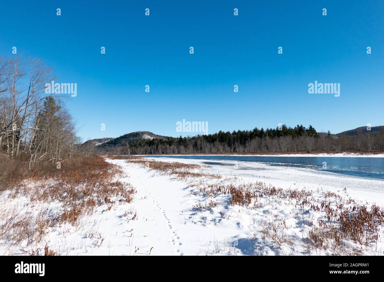 Deer tracce nella neve su un sentiero lungo le rive del fiume Sacandaga nelle Montagne Adirondack, NY USA Foto Stock