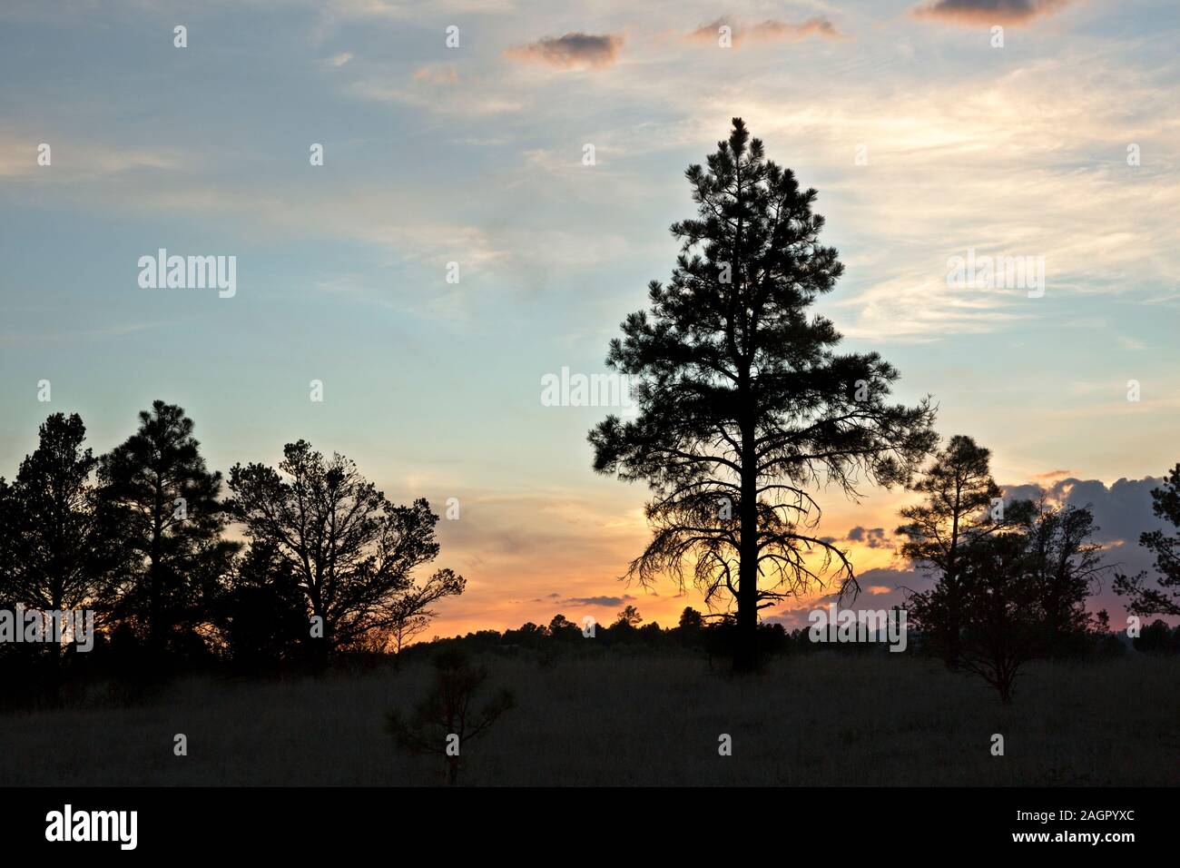 NM00201-00...NEW MEXICO - tramonto colorato in corrispondenza di un campeggio disperso a nord di Collins Park, situato sul Great Divide percorso per mountain bike. Foto Stock