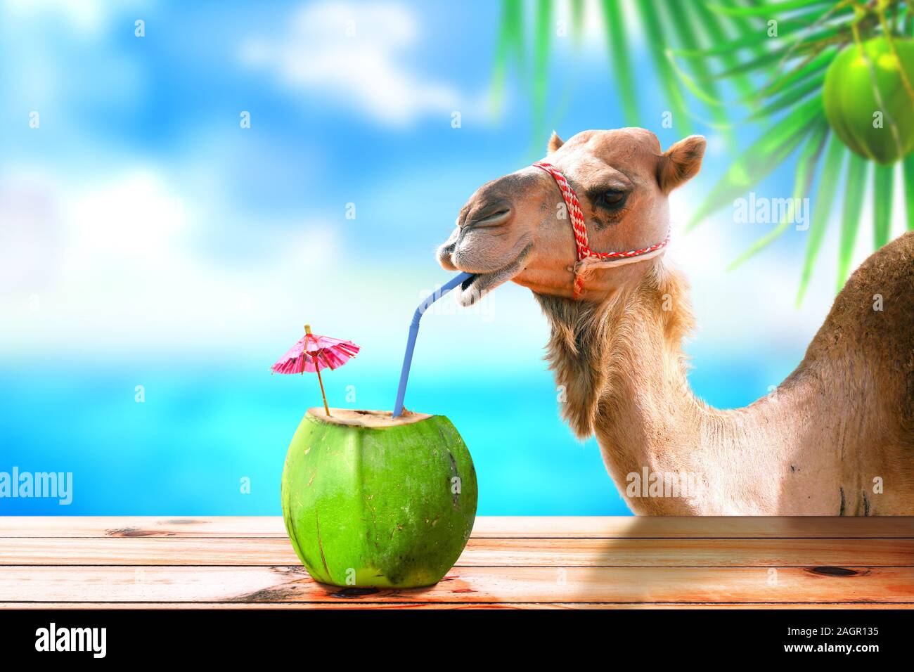 Camel in una spiaggia tropicale isola di bere succo di cocco. Vacanza il concetto di viaggio. Foto Stock
