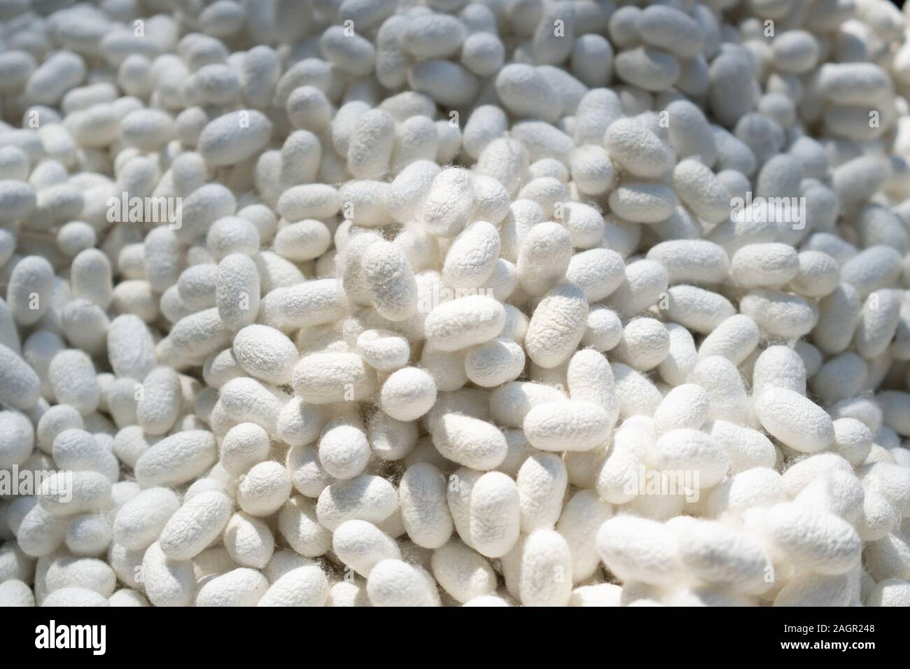 Baco da Seta naturale shell (bozzoli) essendo una fonte principale produttore di filo di seta e tessuti di seta. lavorazione della seta Foto Stock