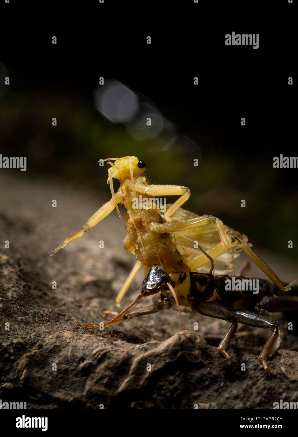 Emerging stonefly, Perla bipunctata, come lascia la instar finale per diventare un adulto. Prese sul fiume usura Stanhope pietre miliari. Foto Stock
