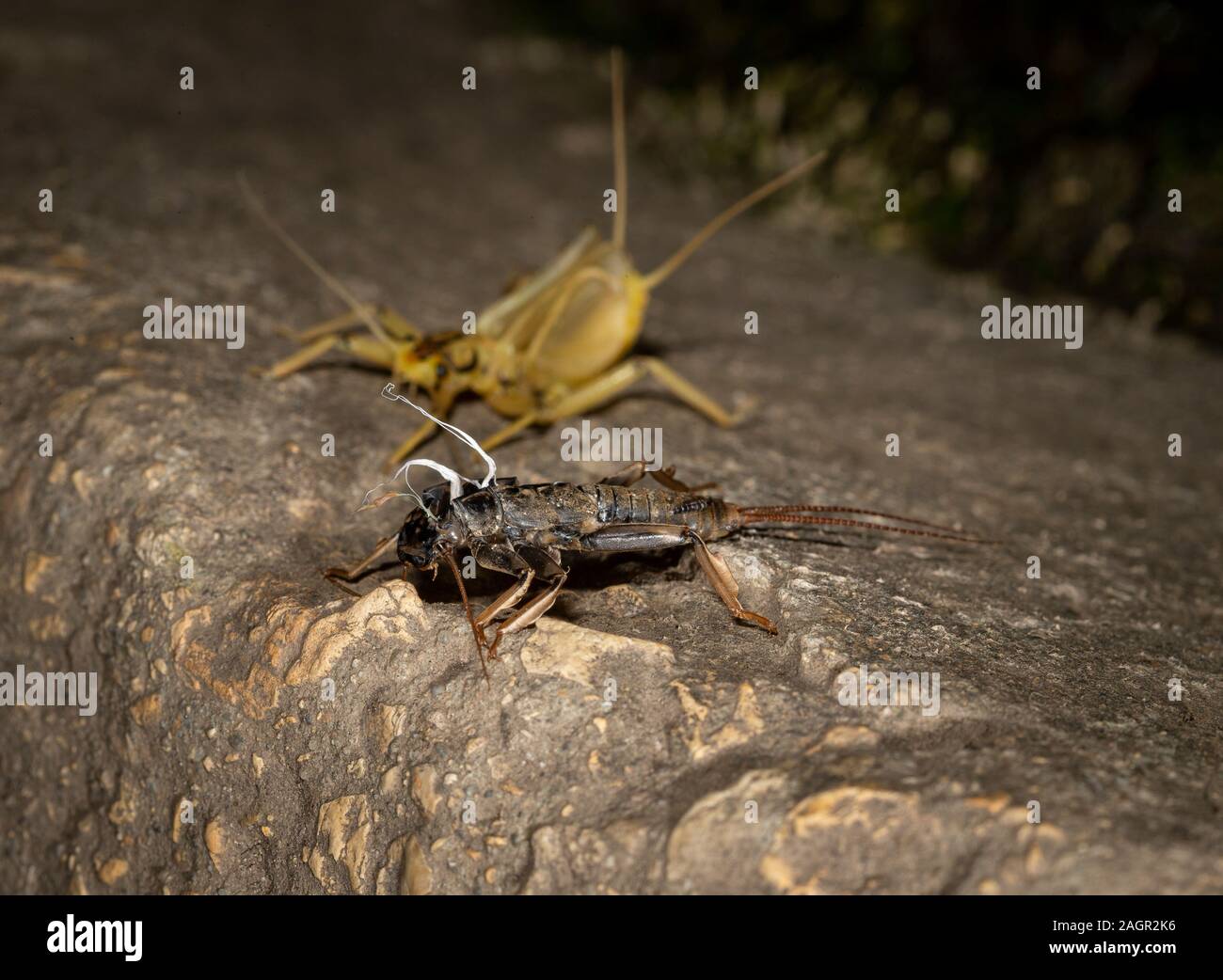 Emerging stonefly, Perla bipunctata, come lascia la instar finale per diventare un adulto. Prese sul fiume usura Stanhope pietre miliari. Foto Stock