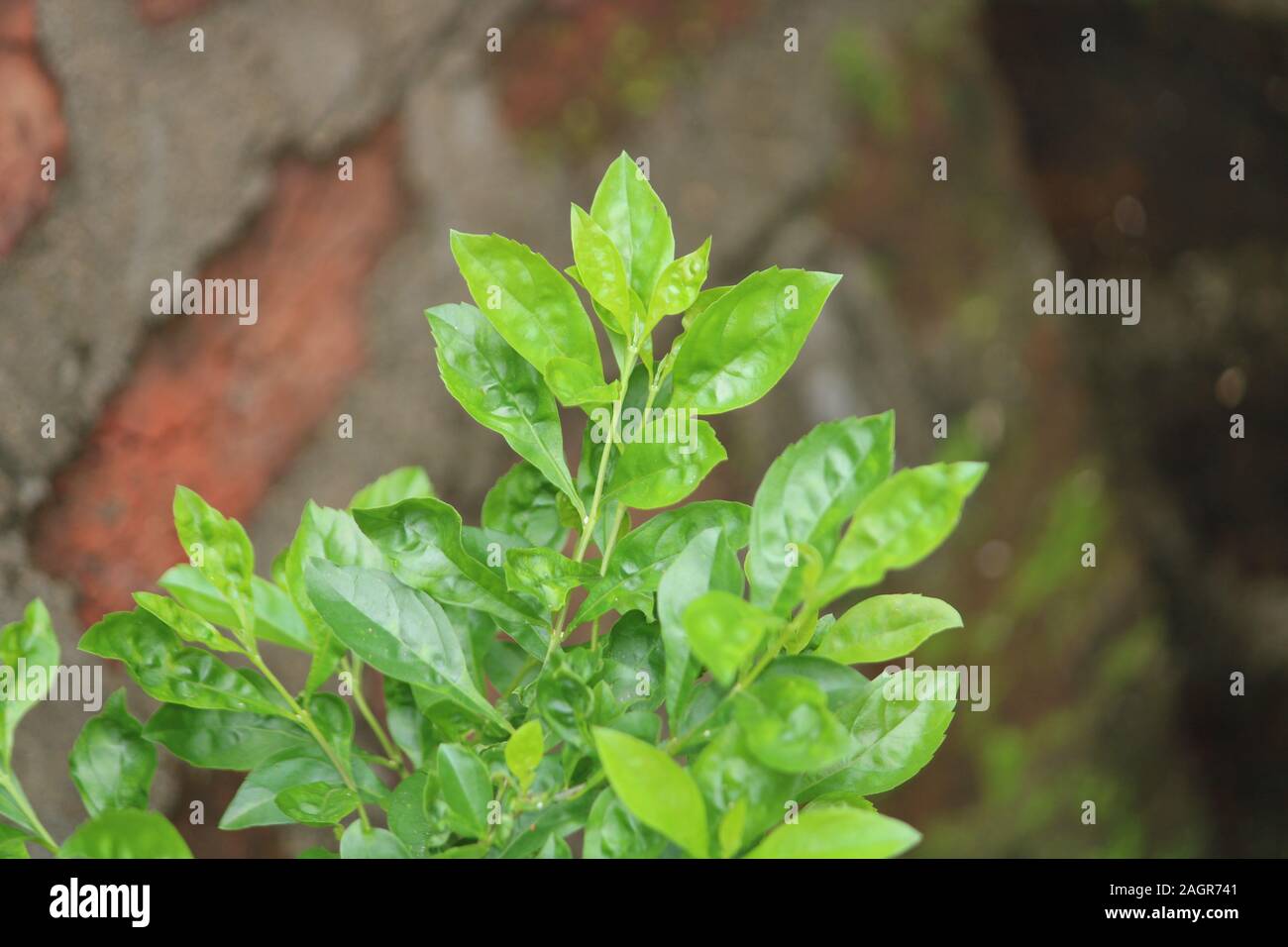 Questa foto mostra la natura, ha piccole foglie di albero che è molto attraente. Foto Stock