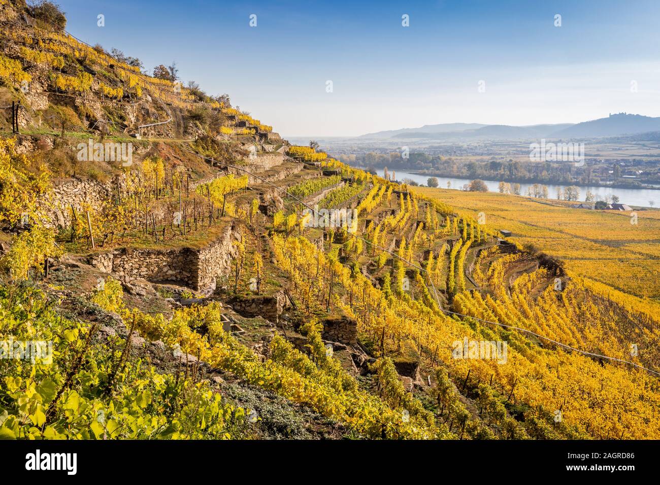 Terrazze in un vigneto nella regione di Wachau con il fiume Danubio nel retro, Austria Foto Stock