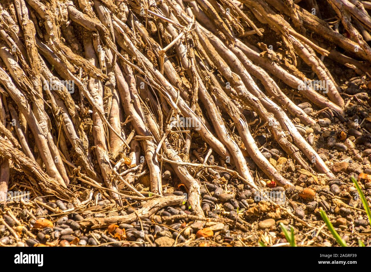 Una tipica struttura Palm Tree sull'isola di Sicilia, Italia. Foto Stock