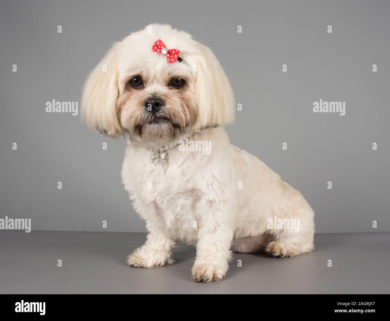 shichon zuchon