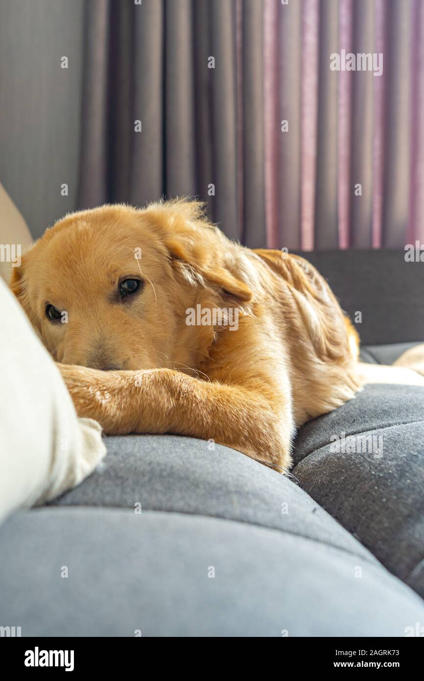 Ritratto di quattro mesi di età golden retriever cane posa sul divano Foto Stock