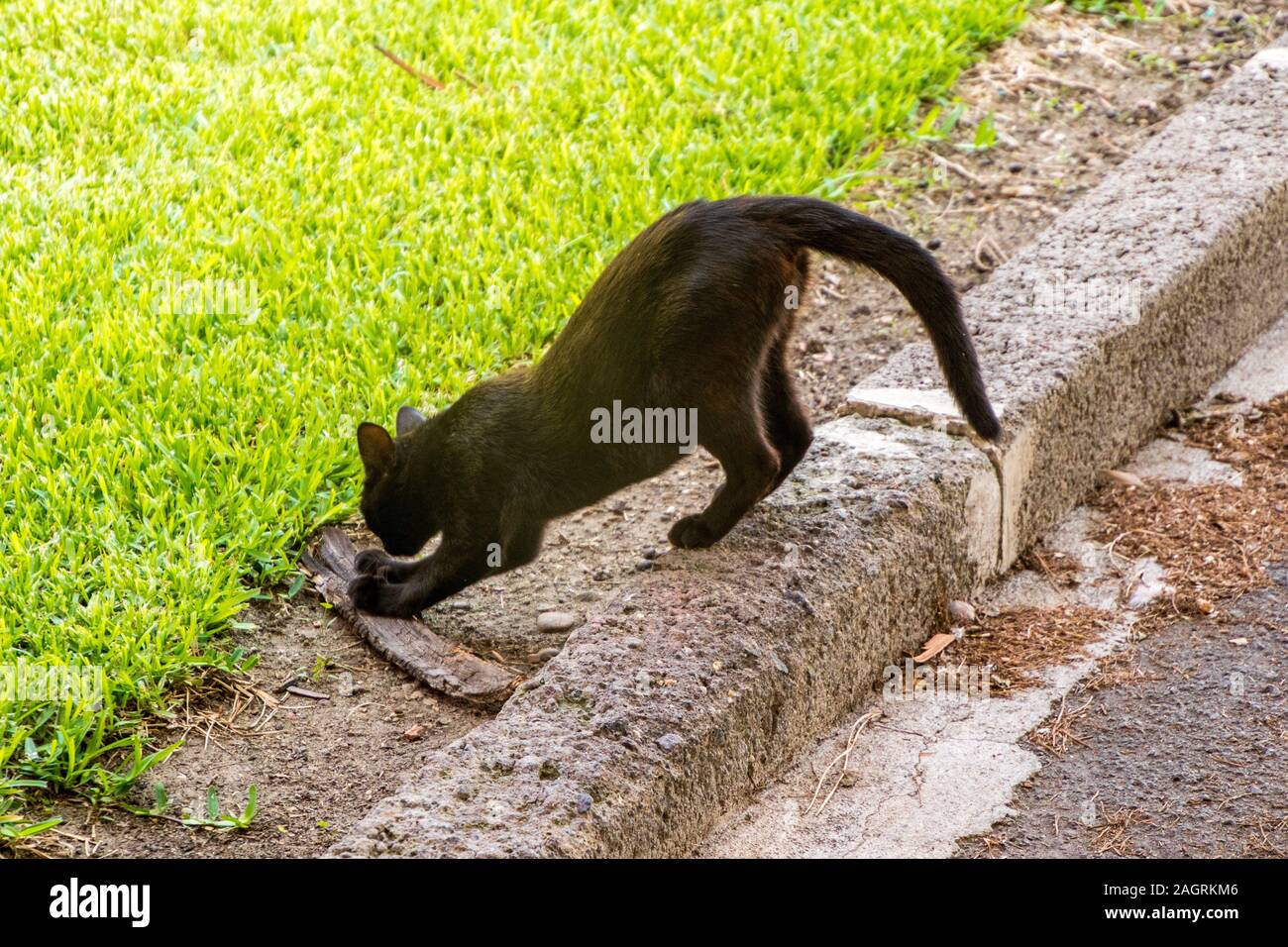 Un bellissimo gatto randagio prendendo ogni giorno come si tratta. Foto Stock