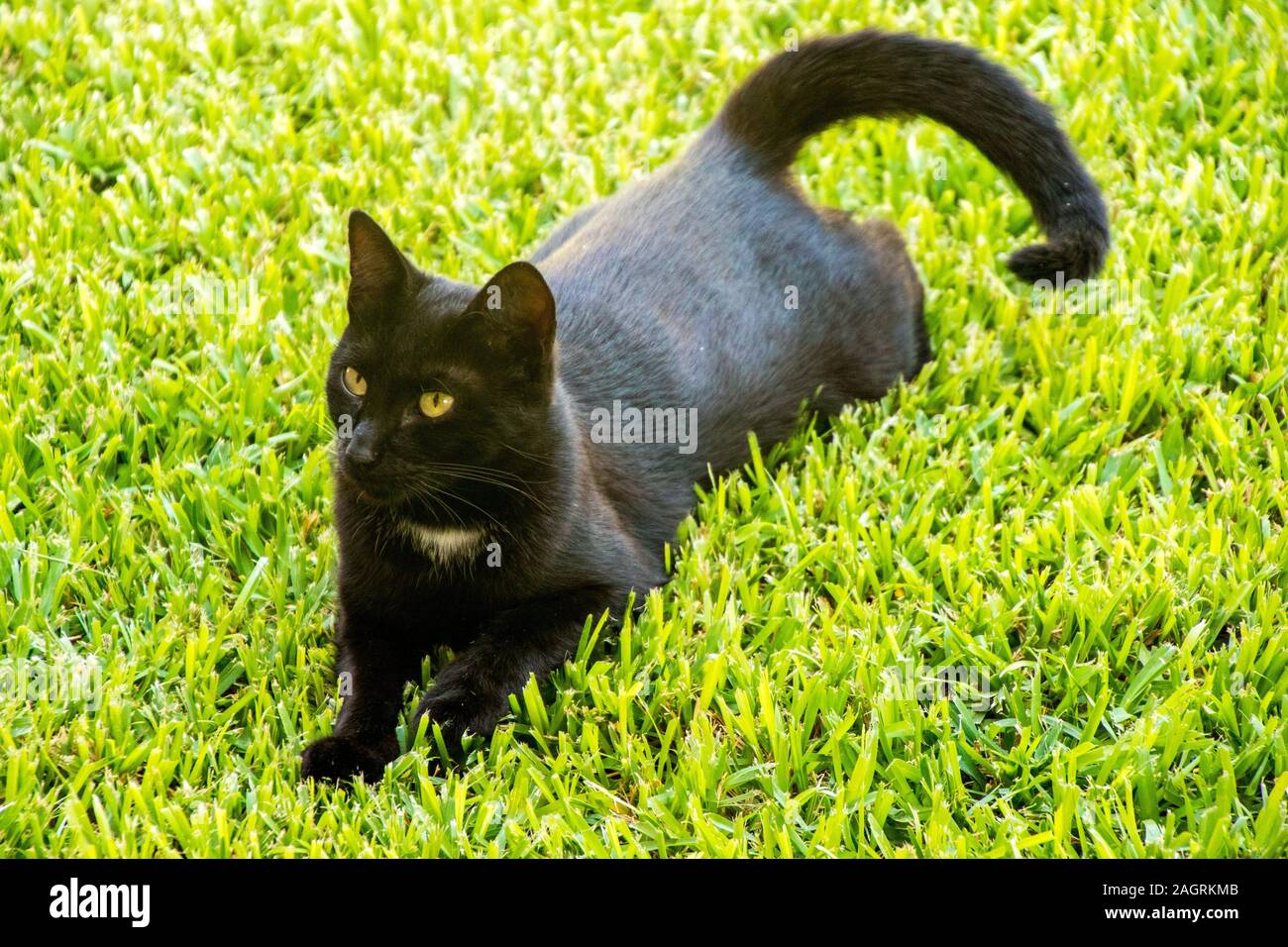 Un bellissimo gatto randagio prendendo ogni giorno come si tratta. Foto Stock