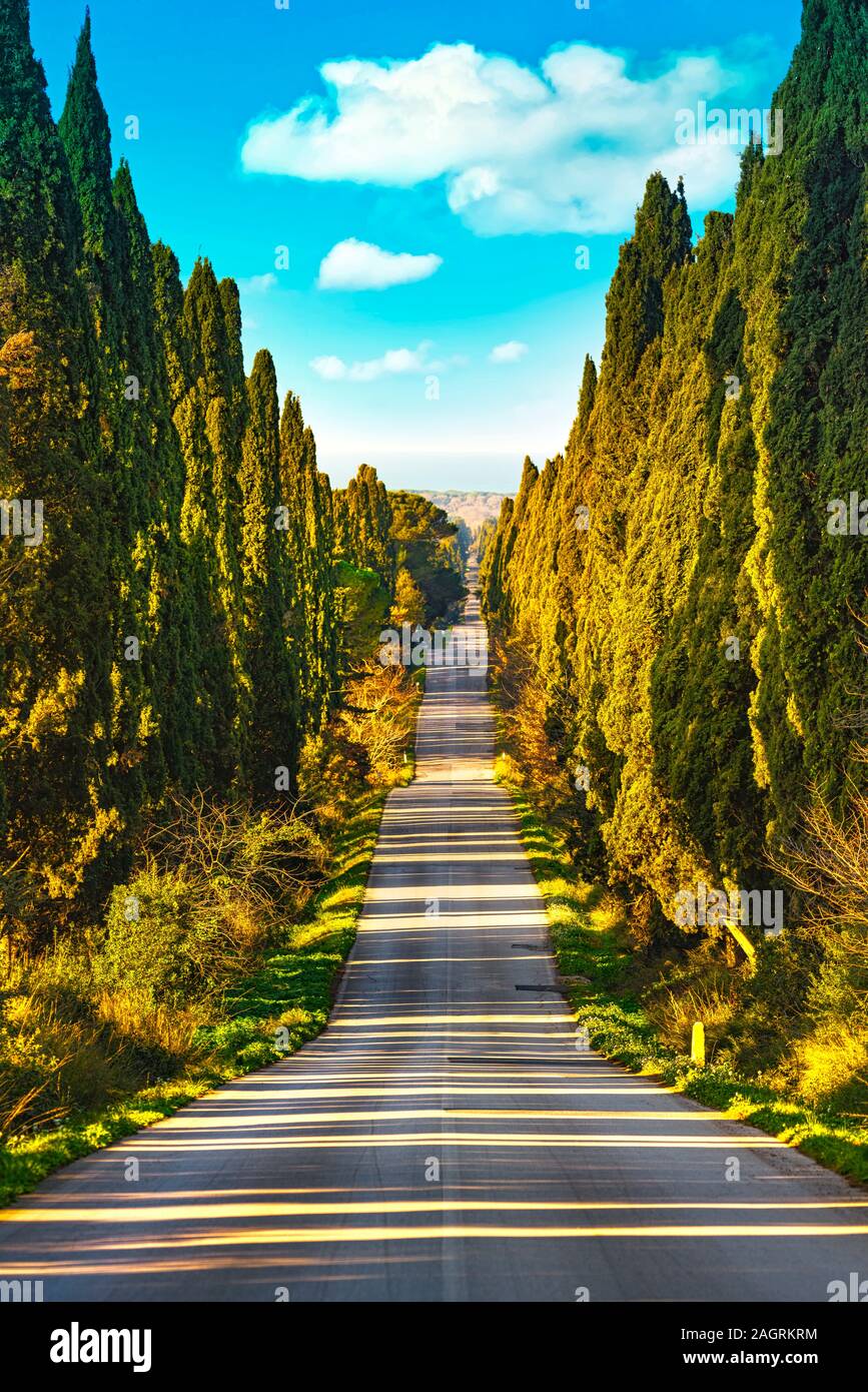 Bolgheri famosi cipressi alberi viale rettilineo orizzontale. Punto di  riferimento della Maremma Toscana, Italia, Europa Foto stock - Alamy