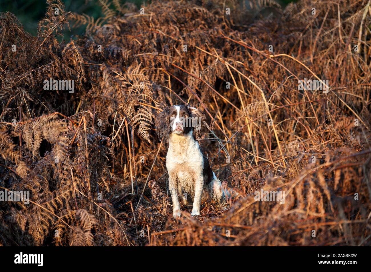 English Springer spaniel Foto Stock