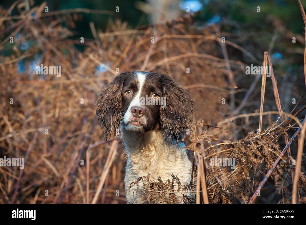 English Springer spaniel Foto Stock
