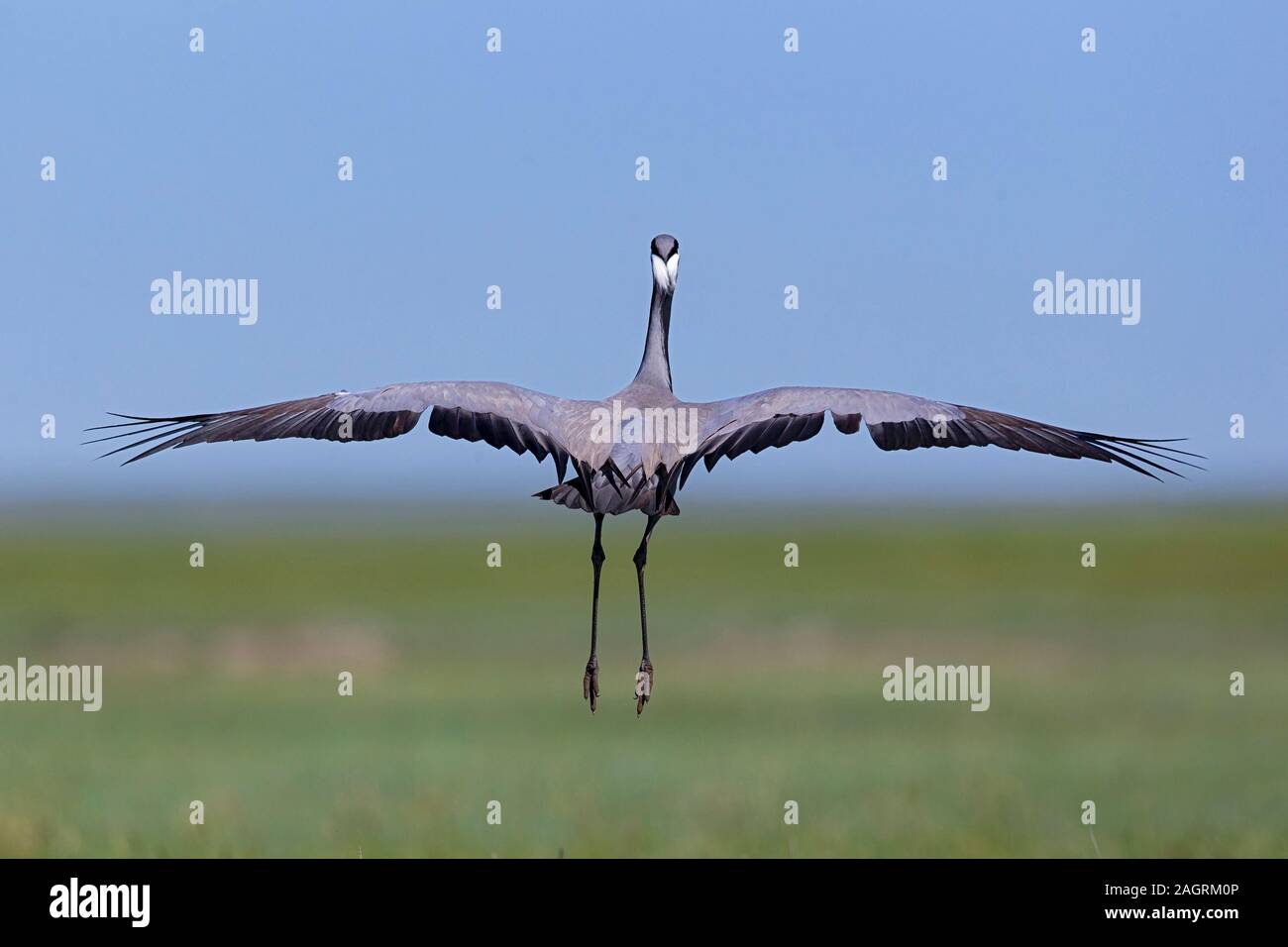 Demoiselle gru (Anthropoides virgo) prende il largo Foto Stock