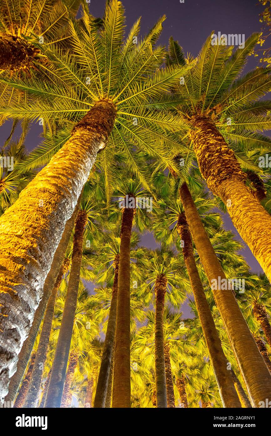 Un piacevole sottofondo di un plam alberi / date fild di notte Foto Stock