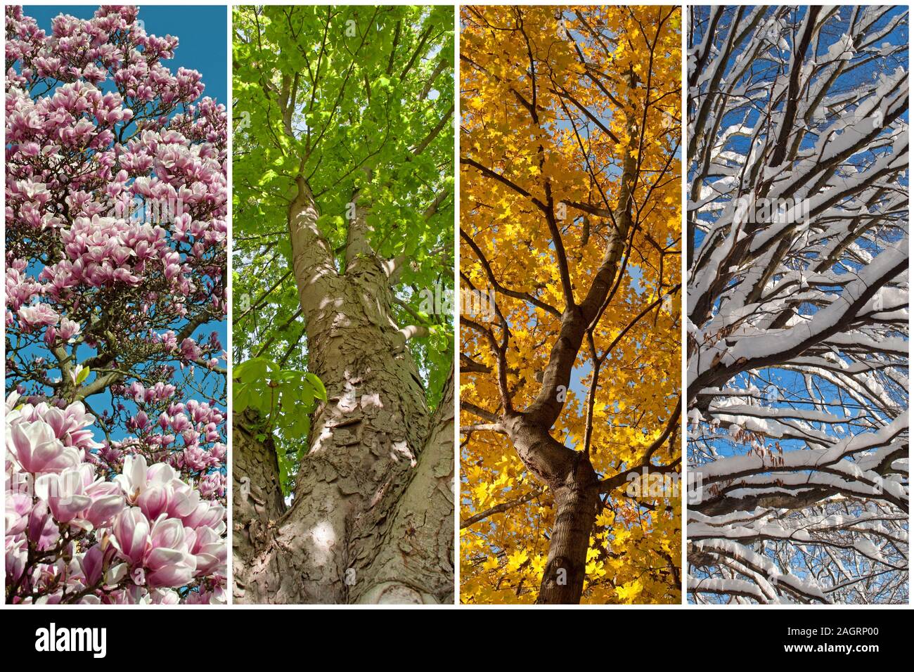Quattro stagioni in un collage Foto Stock