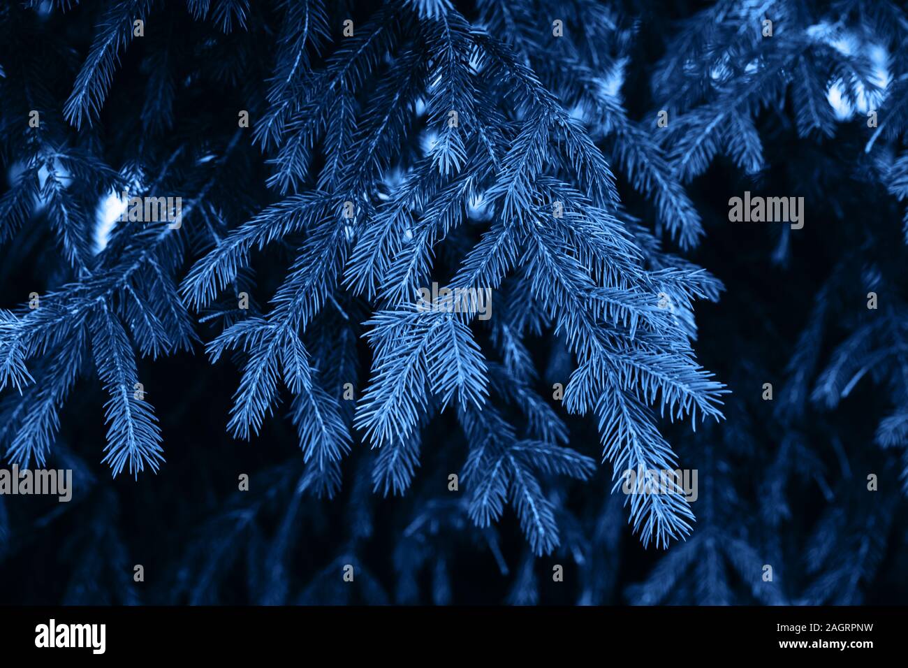 Blu classico sfondo. Colore dell'anno 2020. Albero di natale ramo sfondo. Foto Stock