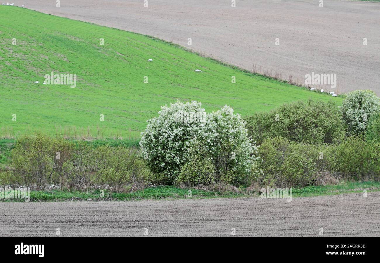 Il paesaggio agricolo con alcuni cigni in primavera. Europee di uccelli fiore di ciliegio da un fossato Foto Stock